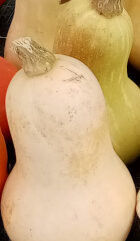 Courge Butternut bio (pièce 1kg mini)