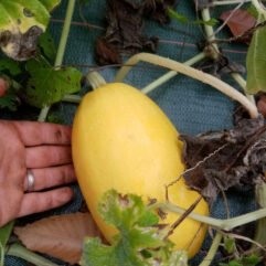 Courge Spaghetti (piece 1kg mini)