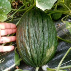 Melon d'hiver (pièce)