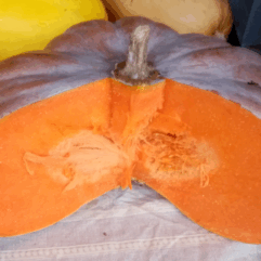 Portion Courge Musquée de Provence (1kg)